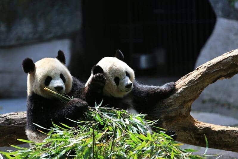 pandas, smithsonian