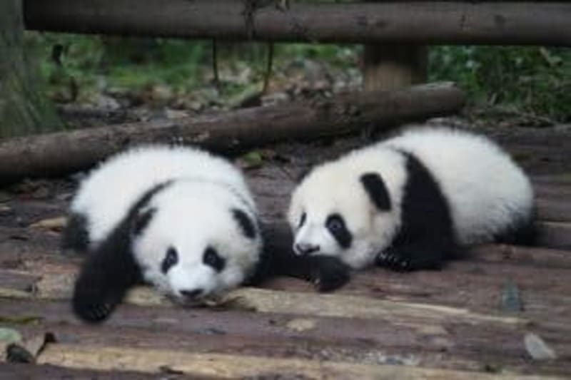 pandas, smithsonian