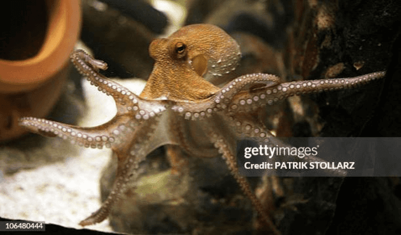 A brown octopus swimming in an aquarium. Synthetic octopus molecules could be used to make environmentally friendly sunscreens.