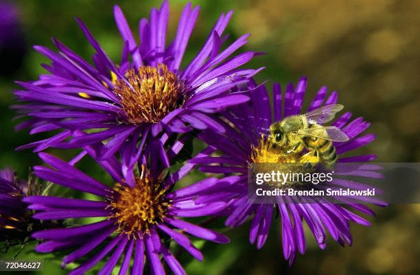 Bee pollinating New England Asters, which are native plants in much of eastern and central Canada and the United States.