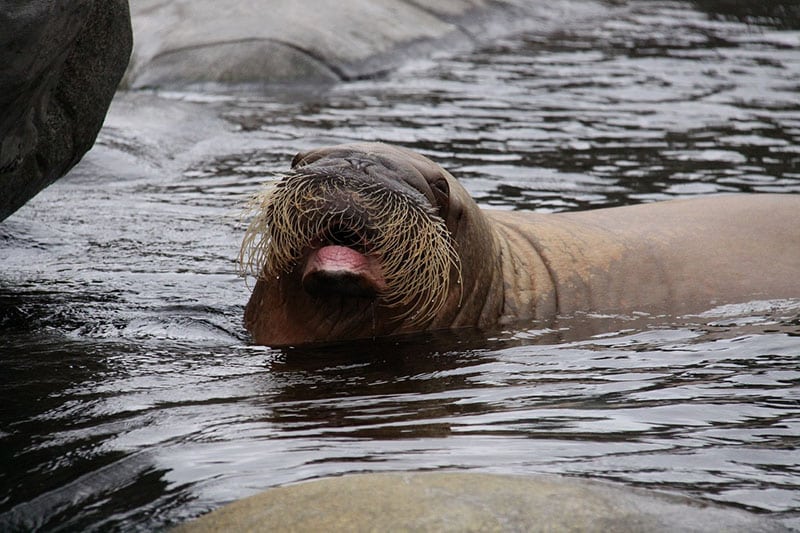 A Pacific walrus calf, or baby walrus, swimming.