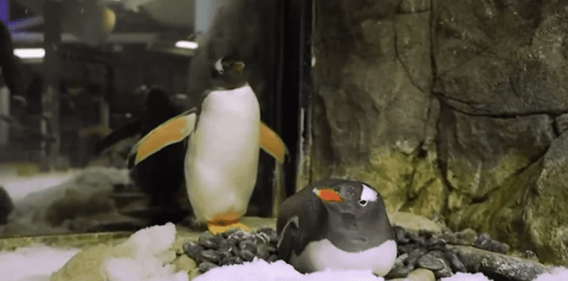 gay penguin power couple