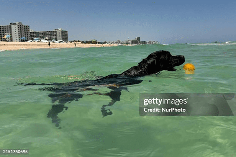 Dog fetching a ball in the Atlantic Ocean off Miami Beach, Florida. Traveling with pets can make a vacation more enjoyable and memorable.