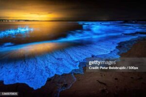 Bioluminescence on the beach