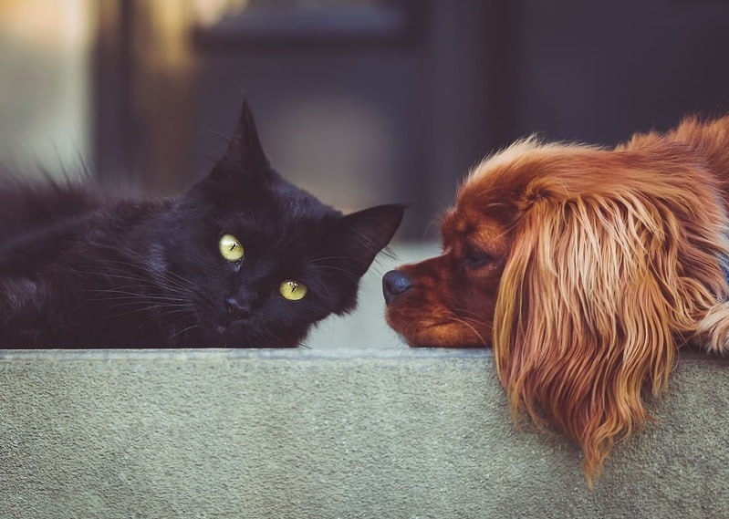 Creating the Perfect Pet-Friendly Home: Safe Spaces