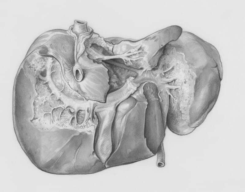 Liver, courtesy of https://unsplash.com/photos/a-drawing-of-a-human-head-and-neck-_TmpQnqS2ng