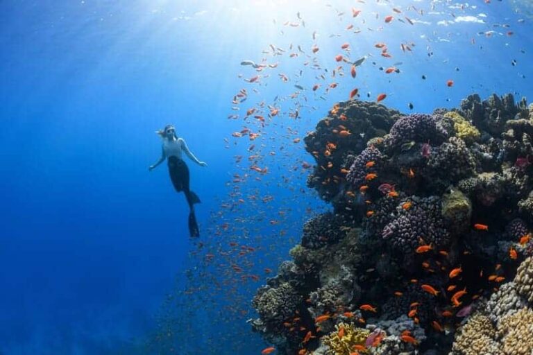 Marine Conservation: How Coral Reefs Are Being Restored