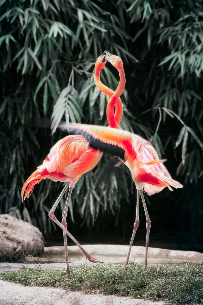 Same-Sex Flamingo Dads Are Raising A Newborn Chick Together