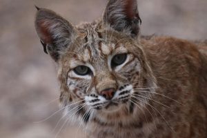 Bobcat