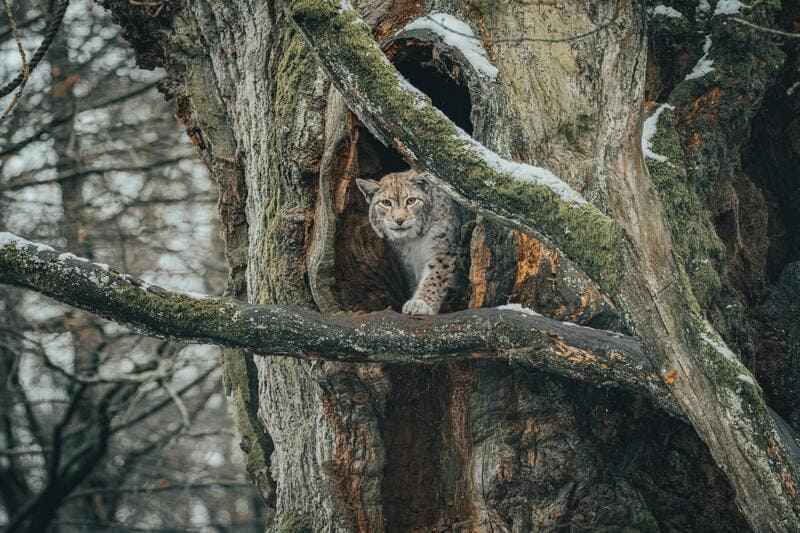 Lynx, not a bobcat courtesy of pexels.com