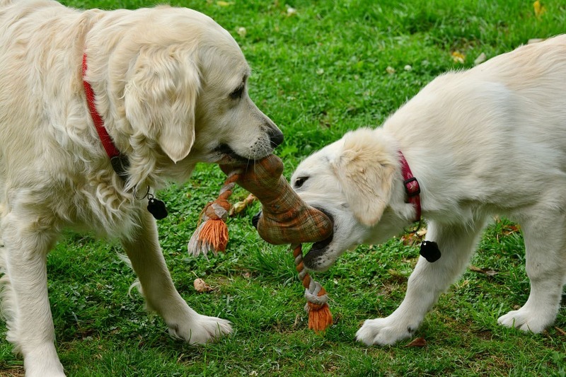 DIY Pet Toys and Treats: Fun Projects for You and Your Furry Friend