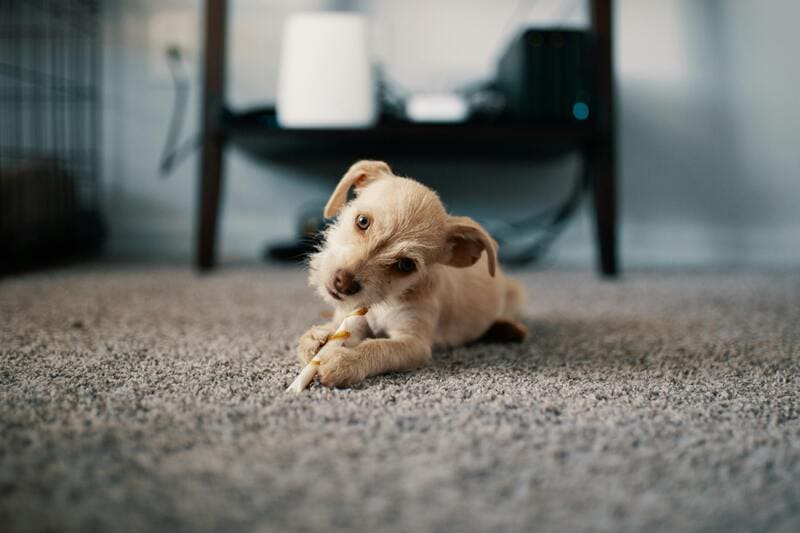 area rug cleaning