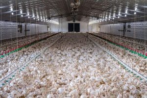 bird flu, poultry farm, poultry, birds, farm, flock