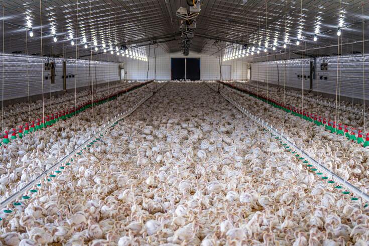 bird flu, poultry farm, poultry, birds, farm, flock