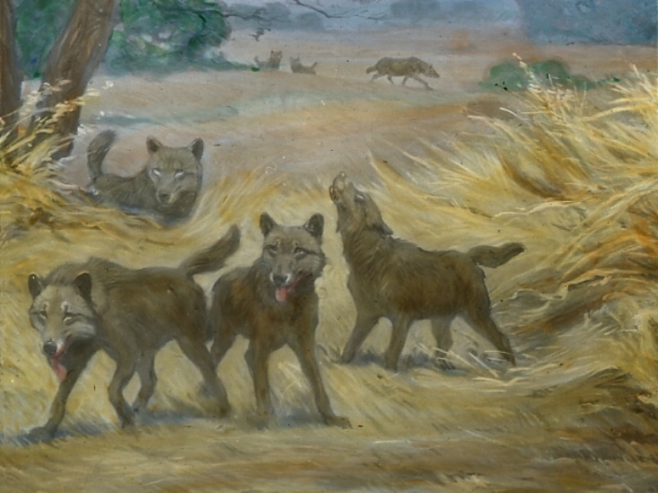 Dire wolf