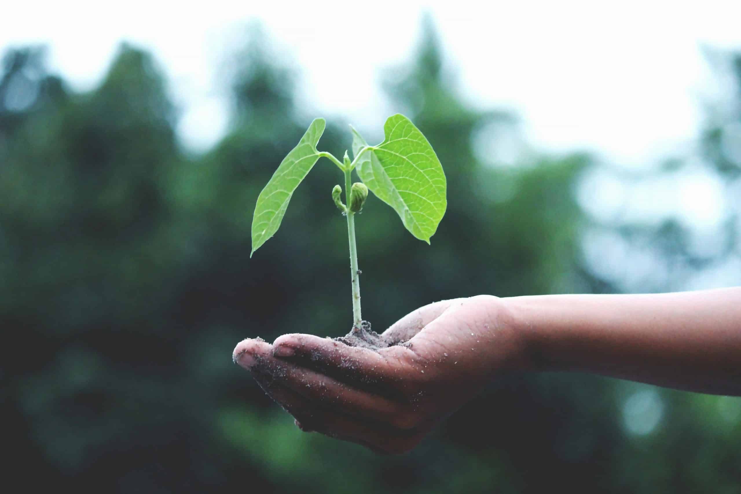 Supporting carbon sinks through tree planting can help balance carbon dioxide emission.
