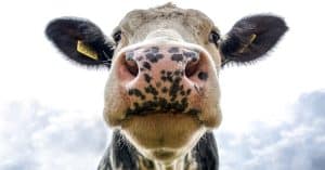 Front view of a cow's face on a farm, showcasing its curious expression.