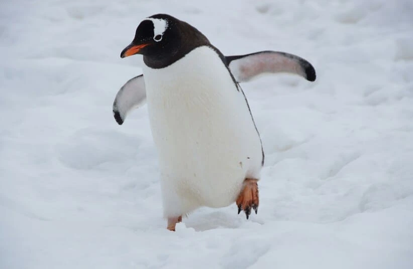 A nihilistic Penguin walking through the snow.