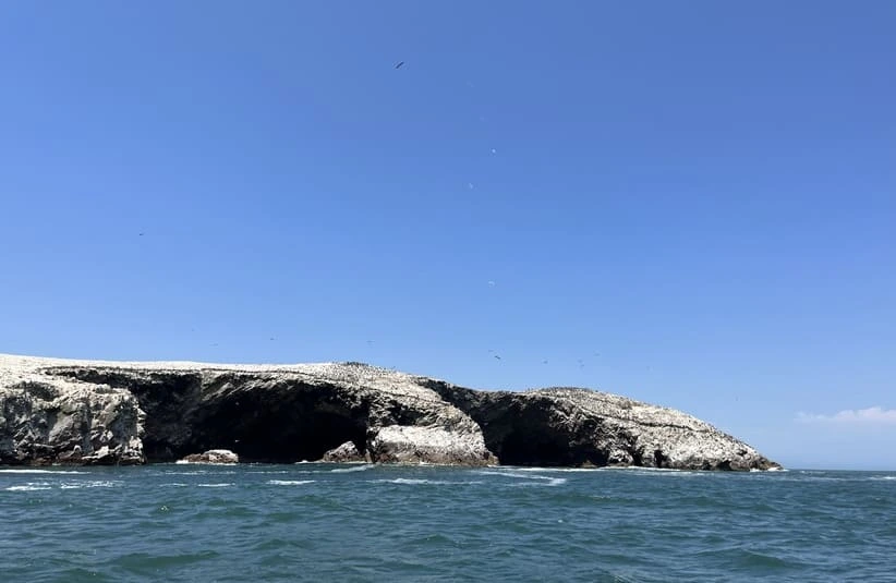 archeologists take picture of Rocky coastline under clear blue sky, where guana collects.