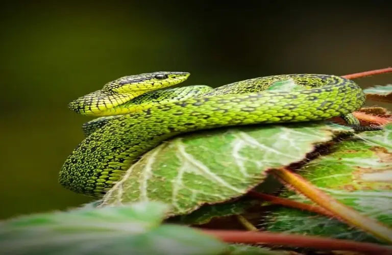 Success of Snakes Secretly Tied To Cannibalism