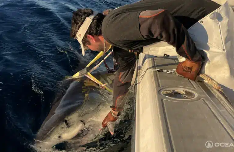 A man from OCEARCH in protective gear leans over a boat's edge, gently touching a large great white shark partially out of the water, conveying awe and respect.