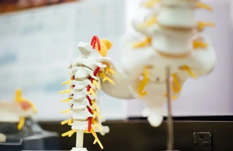 scientists present model of spinal cord injury.