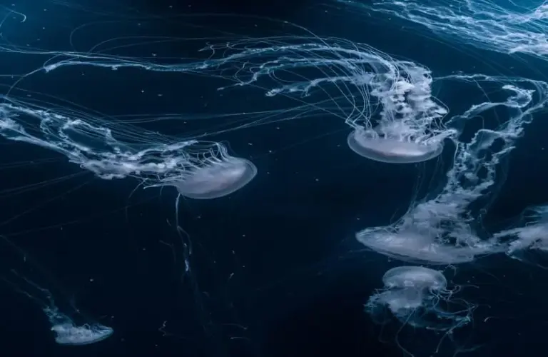 NASA's jellyfish experiment.