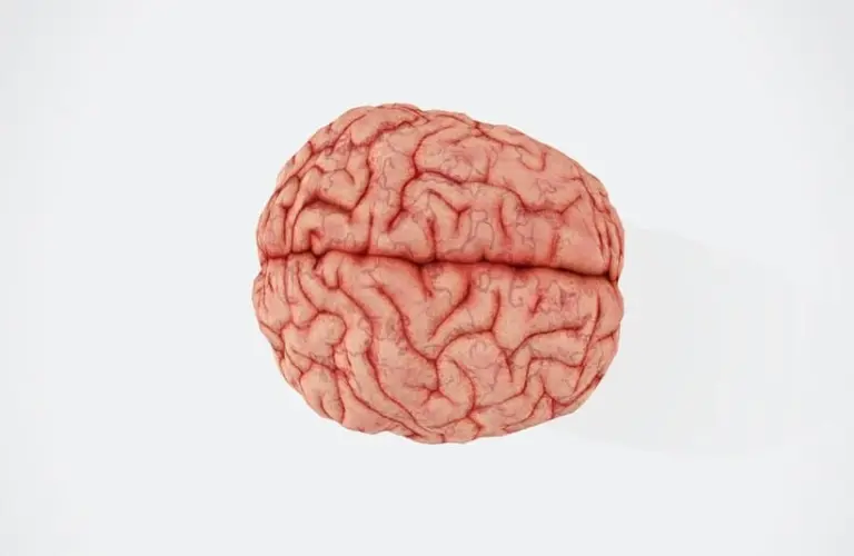 overhead shot of a brain.