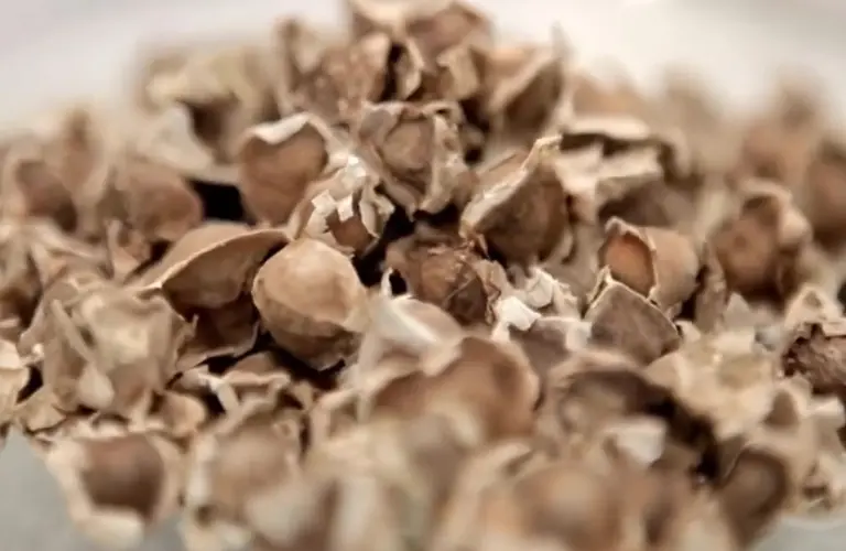 A closeup of Moringa Seeds