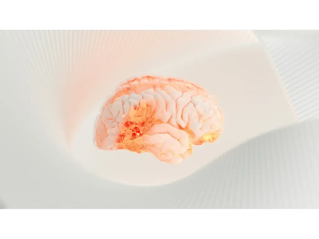 close-up of a human brain.