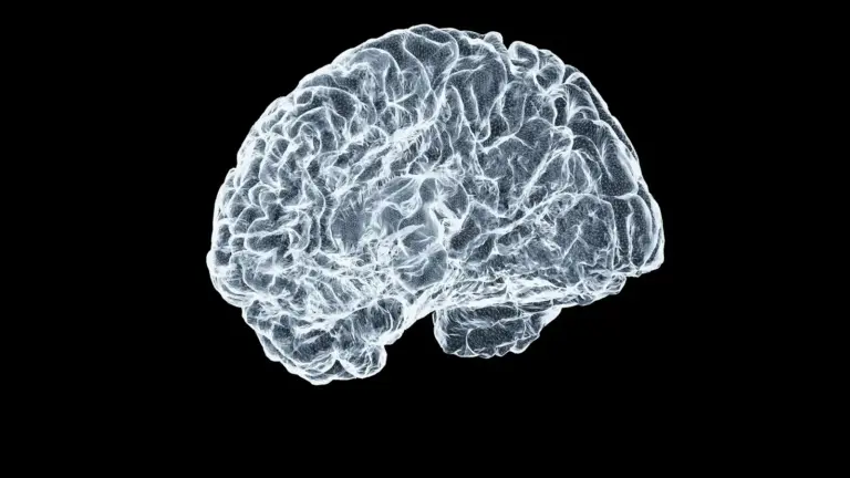 A detailed, translucent 3D rendering of a human brain against a black background. The intricate folds and texture give it a realistic and scientific tone.